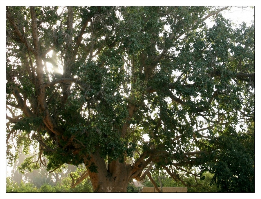 [성서식물] 삭개오의 뽕나무는 돌무화과나무 